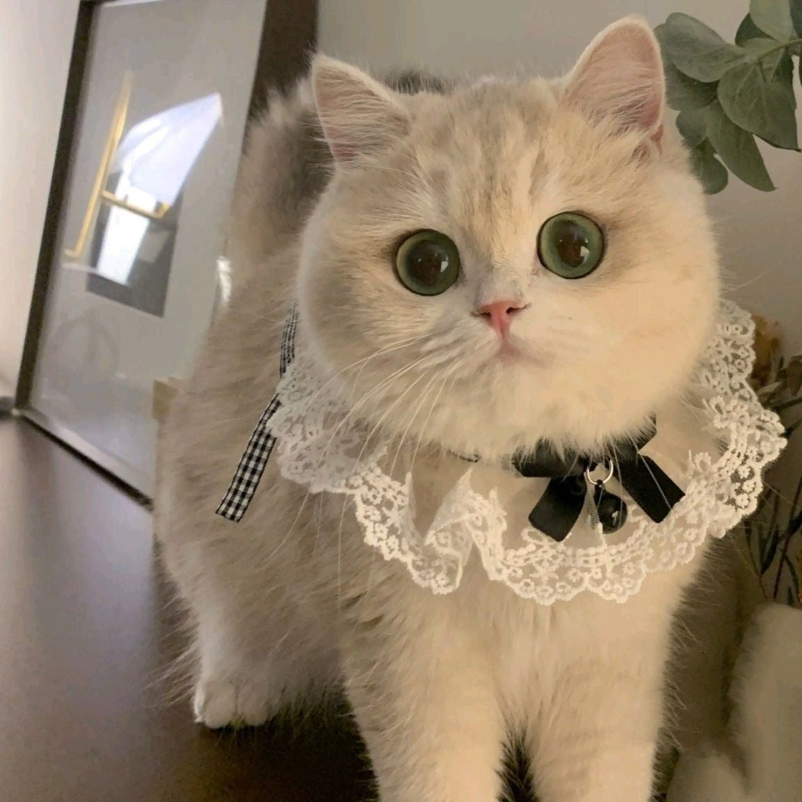 レース フリル 蝶ネクタイ ペット よだれかけ1002